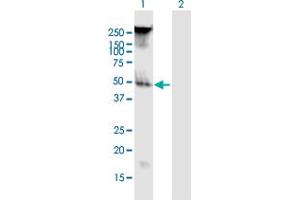 Western Blot analysis of FAM55B expression in transfected 293T cell line by FAM55B MaxPab polyclonal antibody. (NXPE2 抗体  (AA 1-365))
