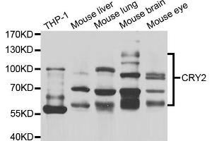 Western blot analysis of extracts of various cell lines, using CRY2 antibody (ABIN5974150) at 1/1000 dilution. (CRY2 抗体)