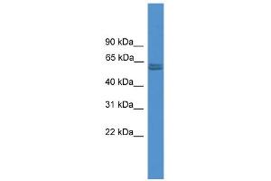 WB Suggested Anti-PKM2 Antibody Titration: 0. (PKM2 抗体  (N-Term))