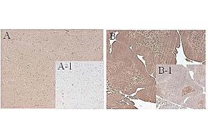 Immunohistochemical staining of mouse FTO using anti-FTO (mouse), mAb (FT62-6)  in mouse tissue (1:500 dilution, 200X). (FTO 抗体)