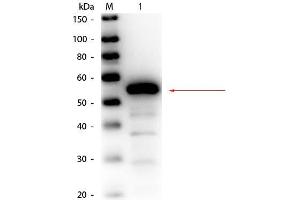 Western Blot of Rabbit anti-Esterase Antibody Biotin Conjugated. (Esterase 抗体  (Biotin))