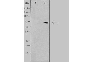 Western blot analysis of extracts from Jurkat cells, using ELF4 antibody. (Elf4 抗体  (Internal Region))