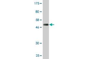 Western Blot detection against Immunogen (50. (PSMD10 抗体  (AA 1-226))