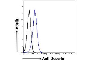 Flow Cytometry (FACS) image for anti-Pituitary Tumor-Transforming 1 (PTTG1) (Internal Region) antibody (ABIN6391382)