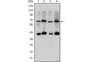 Western blot analysis using CRTC3 mouse mAb against Hela (1), Jurkat (2), Cos7 (3) and MCF-7 (4) cell lysate. (CRTC3 抗体)