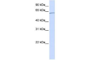 Karyopherin Alpha 5 antibody used at 1 ug/ml to detect target protein. (KPNA5 抗体)
