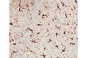 IHC-P: GFAP antibody testing of mouse brain tissue (GFAP 抗体  (AA 93-432))