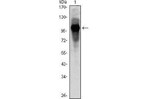 Western blot analysis using ARNTL mouse mAb against ARBTL-hIgGFc transfected HEK293 cell lysate. (ARNTL 抗体)
