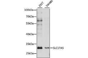 Western blot analysis of extracts of various cell lines, using SLC17 antibody (ABIN7270404) at 1:1000 dilution.