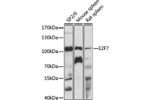 Western blot analysis of extracts of various cell lines, using E2F7 antibody (ABIN7266877) at 1:1000 dilution. (E2F7 抗体  (AA 540-740))