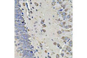 Immunohistochemistry of paraffin-embedded rat brain using EIF3C Antibody. (EIF3C 抗体  (AA 694-913))