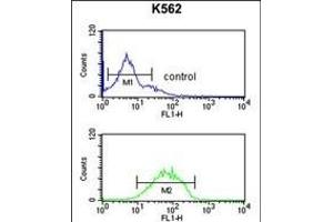 HHAT Antibody (N-term) (ABIN651694 and ABIN2840363) flow cytometric analysis of K562 cells (bottom histogram) compared to a negative control cell (top histogram). (HHAT 抗体  (N-Term))