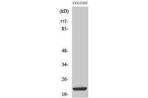 Western Blotting (WB) image for anti-Baculoviral IAP Repeat-Containing 7 (BIRC7) (Internal Region) antibody (ABIN3185584) (BIRC7 抗体  (Internal Region))