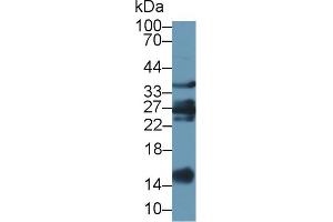 Western Blot; Sample: Caprine Liver lysate; Primary Ab: 1µg/ml Rabbit Anti-Ovine GAL1 Antibody Second Ab: 0. (LGALS1/Galectin 1 抗体  (AA 2-135))