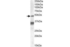 NR1I2 polyclonal antibody  (1 ug/mL) staining of HepG2 lysate (35 ug protein in RIPA buffer). (NR1I2 抗体)