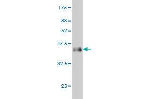 Western Blot detection against Immunogen (37. (CBY1/PGEA1 抗体  (AA 18-126))