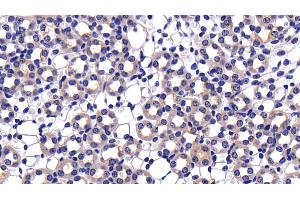 Detection of CASP9 in Mouse Kidney Tissue using Polyclonal Antibody to Caspase 9 (CASP9) (Caspase 9 抗体  (AA 1-200))