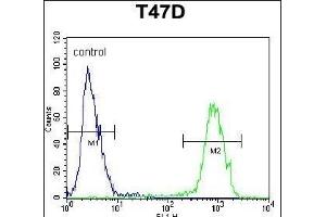 PENK Antibody (Center) (ABIN652070 and ABIN2840535) flow cytometric analysis of T47D cells (right histogram) compared to a negative control cell (left histogram). (Enkephalin 抗体  (AA 145-174))