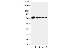 Western blot testing of Paxillin antibody and Lane 1:  293T