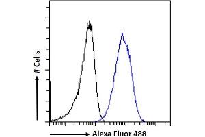 (ABIN184935) Flow cytometric analysis of paraformaldehyde fixed A431 cells (blue line), permeabilized with 0. (RNF13 抗体  (C-Term))