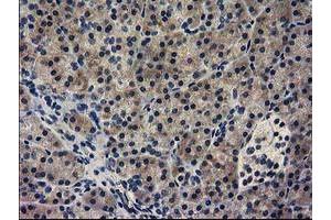 Immunohistochemical staining of paraffin-embedded Human pancreas tissue using anti-GUK1 mouse monoclonal antibody. (GUK1 抗体)