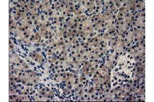 Immunohistochemical staining of paraffin-embedded Human pancreas tissue using anti-GUK1 mouse monoclonal antibody. (GUK1 抗体)