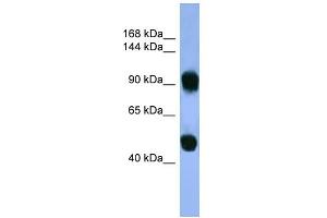 WB Suggested Anti-AP1B1 Antibody Titration: 0. (AP1B1 抗体  (C-Term))