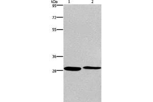 Western Blot analysis of Hela and 293T cell using CPSF4 Polyclonal Antibody at dilution of 1:400 (CPSF4 抗体)
