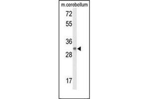 Western blot analysis of DAGLB Antibody (Center) in Mouse cerebellum tissue lysates (35ug/lane). (DAGLB 抗体  (Middle Region))