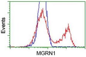 HEK293T cells transfected with either RC208284 overexpress plasmid (Red) or empty vector control plasmid (Blue) were immunostained by anti-MGRN1 antibody (ABIN2454433), and then analyzed by flow cytometry. (Mahogunin RING Finger Protein 1 抗体)