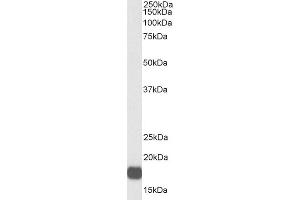 Western Blotting (WB) image for anti-Von Hippel-Lindau Tumor Suppressor, E3 Ubiquitin Protein Ligase (VHL) (Internal Region) antibody (Biotin) (ABIN5539912)
