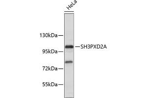 Western blot analysis of extracts of HeLa cells, using SH3PXD2A antibody (ABIN6135104, ABIN6147731 and ABIN7101844). (SH3PXD2A 抗体)
