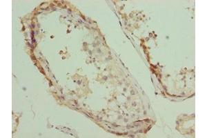 Immunohistochemistry of paraffin-embedded human testis tissue using ABIN7163654 at dilution of 1:100 (GNRPX 抗体  (AA 1-149))