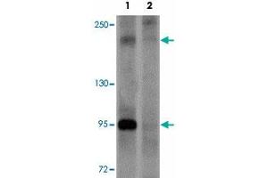 Western blot analysis of PAPPA2 in HeLa cell lysate with PAPPA2 polyclonal antibody  at 1 ug/mL in (1) the absence and (2) the presence of blocking peptide.
