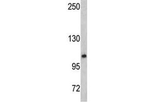 Western blot analysis of OGT antibody and mouse bladder tissue lysate (OGT 抗体  (AA 1017-1046))