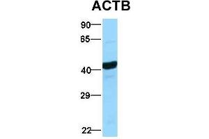 Western Blotting (WB) image for anti-Actin, beta (ACTB) (Middle Region) antibody (ABIN2778644)