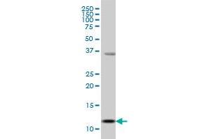 S100A13 monoclonal antibody (M01), clone 3A7 Western Blot analysis of S100A13 expression in MCF-7 . (S100A13 抗体  (AA 1-98))