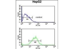 WDR82 Antibody (N-term) (ABIN651007 and ABIN2840036) flow cytometric analysis of HepG2 cells (bottom histogram) compared to a negative control cell (top histogram).