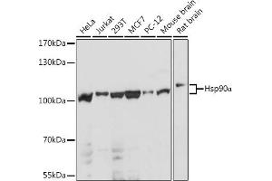 Western blot analysis of extracts of various cell lines, using HSP90 antibody (ABIN6134707, ABIN6142027, ABIN6142029 and ABIN6216078) at 1:1000 dilution. (HSP90AA1 抗体)