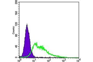 Flow cytometric analysis of HepG2 cells using KDR mouse mAb (green) and negative control (purple). (VEGFR2/CD309 抗体  (AA 20-764))