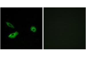 Immunofluorescence (IF) image for anti-Olfactory Receptor, Family 5, Subfamily AR, Member 1 (OR5AR1) (AA 239-288) antibody (ABIN1535924)