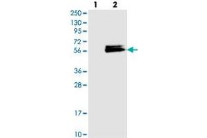 Western blot analysis of Lane 1: Negative control (vector only transfected HEK293T lysate), Lane 2: Over-expression Lysate (Co-expressed with a C-terminal myc-DDK tag (~3. (LACE1 抗体)