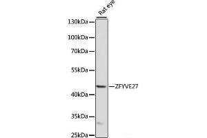 Western blot analysis of extracts of Rat eye using ZFYVE27 Polyclonal Antibody at dilution of 1:1000. (ZFYVE27 抗体)