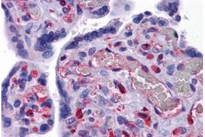 Human Placenta: Formalin-Fixed, Paraffin-Embedded (FFPE) (EFCAB4B 抗体  (C-Term))