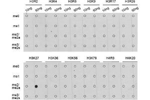 Dot Blot (DB) image for anti-Histone H3 (H3) (H3K27me) antibody (ABIN3023266) (Histone 3 抗体  (H3K27me))