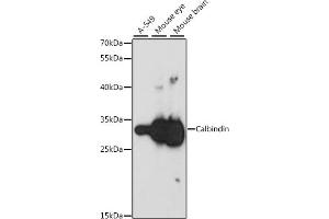 Western blot analysis of extracts of various cell lines, using Calbindin antibody (ABIN6134603, ABIN6137847, ABIN6137848 and ABIN6213988) at 1:1000 dilution. (CALB1 抗体  (AA 1-261))