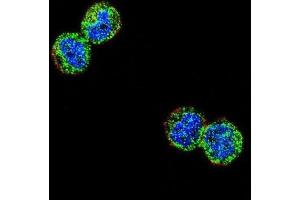 Immunofluorescence (IF) image for anti-Nuclear Factor of kappa Light Polypeptide Gene Enhancer in B-Cells Inhibitor-Like 1 (NFKBIL1) antibody (ABIN2995777) (NFKBIL1 抗体)