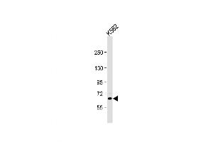 Western Blot at 1:1000 dilution + K562 whole cell lysate Lysates/proteins at 20 ug per lane. (NR4A3 抗体  (N-Term))