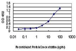 Detection limit for recombinant GST tagged LMO3 is approximately 0. (LMO3 抗体  (AA 91-146))