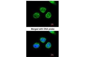 ICC/IF Image Immunofluorescence analysis of paraformaldehyde-fixed HeLa, using AKR7 , antibody at 1:200 dilution.